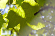 sunlight on a green oak leaf 