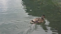 Wild female mallard duck swims away on a mountain lake
