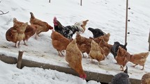 Chickens feeding grain in organic farm in snowy winter
