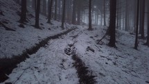 Moving over forest road in misty winter day. Mysterious way in forest
