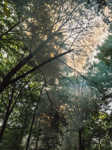 smoke filling a forest 