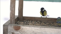 Birds in feeder Slow motion
