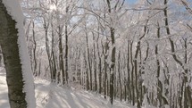 Beauty of winter forest with snowy trees in sunny day Outdoor background
