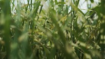 Close up slow-motion clip panning through tall green grass plant.