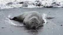 Seal close up view in the beach