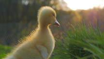 Cute little yellow duckling sitting in green grass