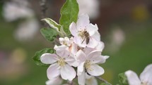 A bee pollinates a flower in fruit tree in fresh spring nature
