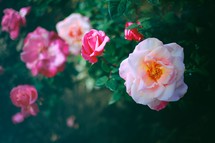 Rose garden on Mother's Day