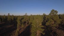 Descending aerial through a pine forest in the morning light