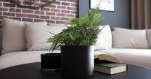 Plant on coffee table in modern living room