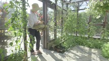 Senior caucasian woman gardening in her greenhouse themes of retirement seniors gardening hobbies