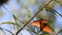 Monarch butterflies on a flower stalk