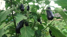 Eggplants growing on branch in greenhouse interior. Raw organic vegetables, fresh food, harvest in garden, farming, agriculture concept. Maturation process. Environmental protection.