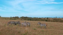 A herd of zebras impala and antelepe  grazes on the savannah grasslands of Kenya.