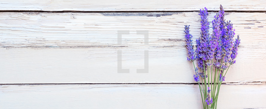lavender on a white wood background 