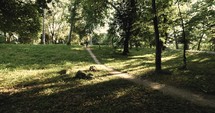 worn path in a park 