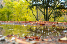 fall leaves surrounding a puddle 