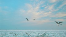 Seagulls flying over the ice frozen sea.