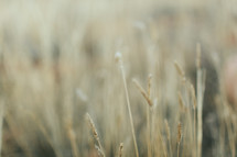 tall brown grasses 