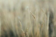 tall brown grasses 