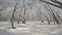 Magic winter forest in beautiful sunny day in snowy winter mountains nature adventure background
