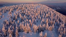 Aerial view of Frozen snowy winter forest at golden sunrise morning
