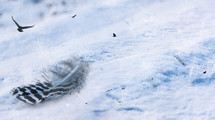 bird and feather in snow