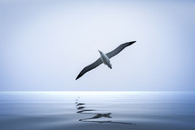 albatross over the ocean 