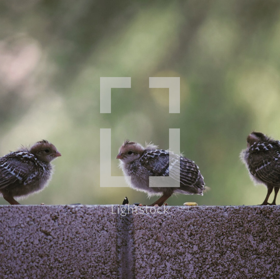 baby quails on a ledge, baby animals in nature 