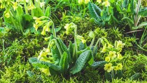 Time lapse of Yellow spring flower blooming in mossy meadow in green nature Growing Cowslip Primula Veris
