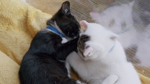 Kittens play fighting