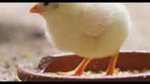 Newborn yellow chicks are eating feeds