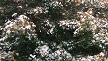 snow falling on a deciduous tree