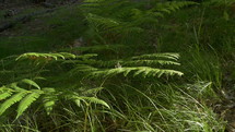 Close up of beautiful ferns in the forest