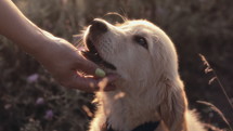 Amazing Portrait Of Adorable Golden Retriever Puppy On Summer Golden Hour Nature. Tiny dog, cute lovely pet, new member of family. High quality 4k footage