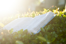 sunlight on the pages of a Bible in a bush 