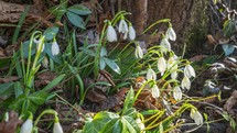 Snowdrop flowers blooming fast in spring forest nature Timelapse