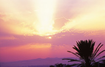 a pink and purple sky with palm tree in the foreground