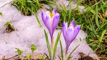 Snow melting and beautiful crocus flower blooming in green meadow spring Time-lapse
