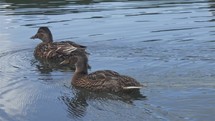 Wild ducks mallards swimming in a mountain lake water
