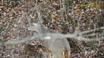 Whitetail Deer In The Woods