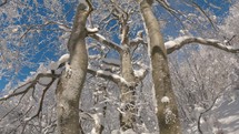 Frozen snowy trees towards blue sky in beautiful sunny winter forest nature background
