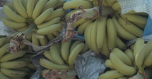 Workers carrying banana clusters during banana harvest