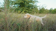 Lovely golden retriever puppy walking in high green grass at summer. Little dog has good time on walk on nature background outside city. Cute curious doggy. High quality 4k footage