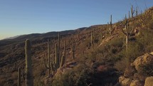 Desert aerial through a forest of giant Saguaro cactus