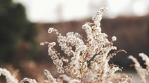 White fuzzy bush/tree in winter.