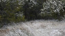 tall grasses and snow 