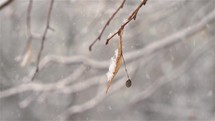 Winter background snowing with dry linden flower on branch in peaceful frozen nature
