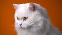 Portrait of fluffy white cat  on orange wall, pets, animals meme concept