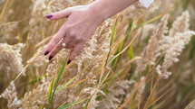 Woman's hand among reeds in a field